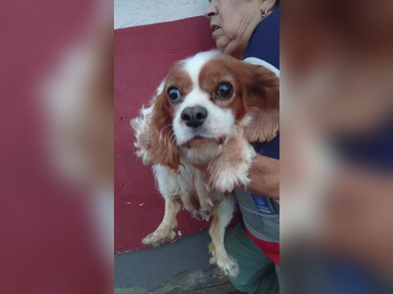 Panka, liebe Cavalier King Charles Spaniel Hündin geb. 12/2017