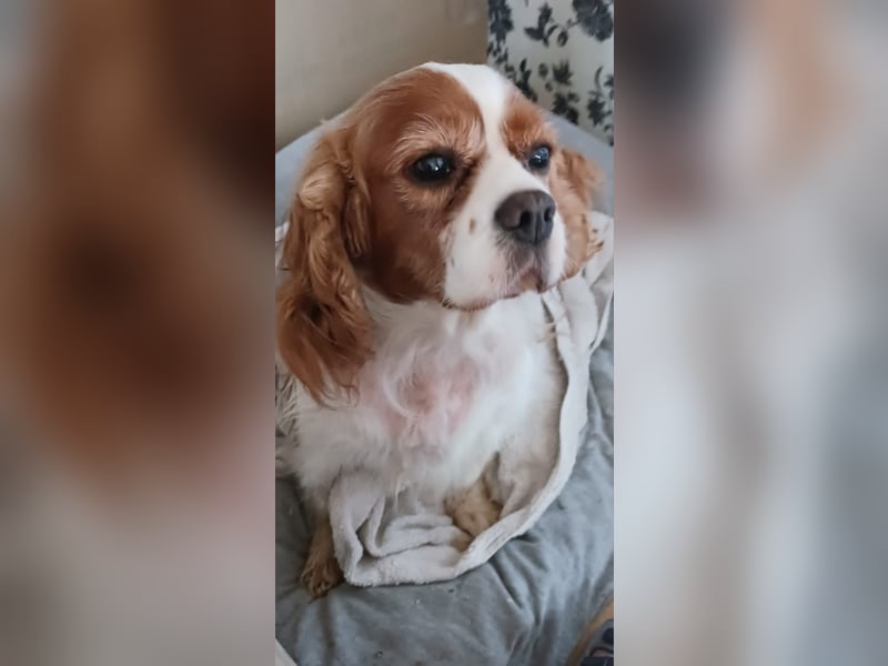 Maszi, schüchterne Cavalier King Charles Spaniel Hündin geb.12/2019