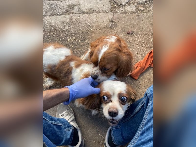 Amanda, hübsches Cavalier King Charles Mädchen geb.03/2019