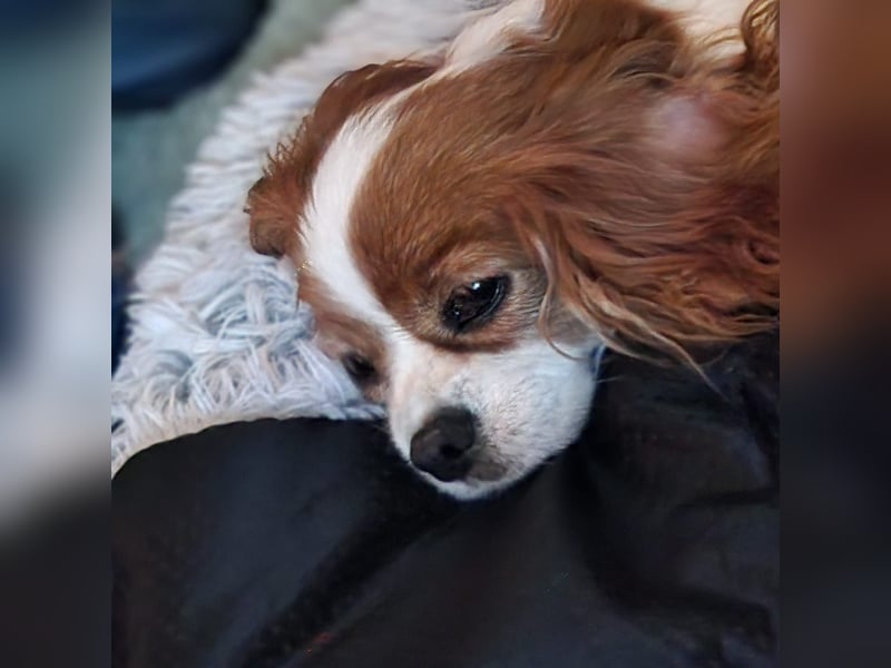 Ribizli, hübsche Cavalier King Charles Spaniel Hündin geb. 01/2019
