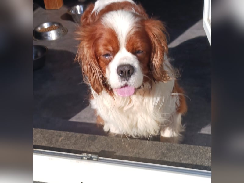 Cavi, hübscher Cavalier King Charles Spaniel