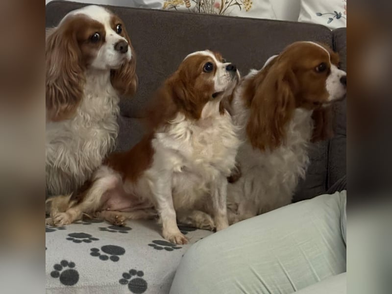 Ribizli, hübsche Cavalier King Charles Spaniel Hündin geb. 01/2019