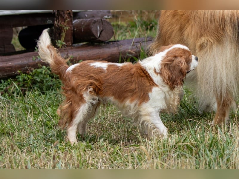 Ribizli, hübsche Cavalier King Charles Spaniel Hündin geb. 01/2019