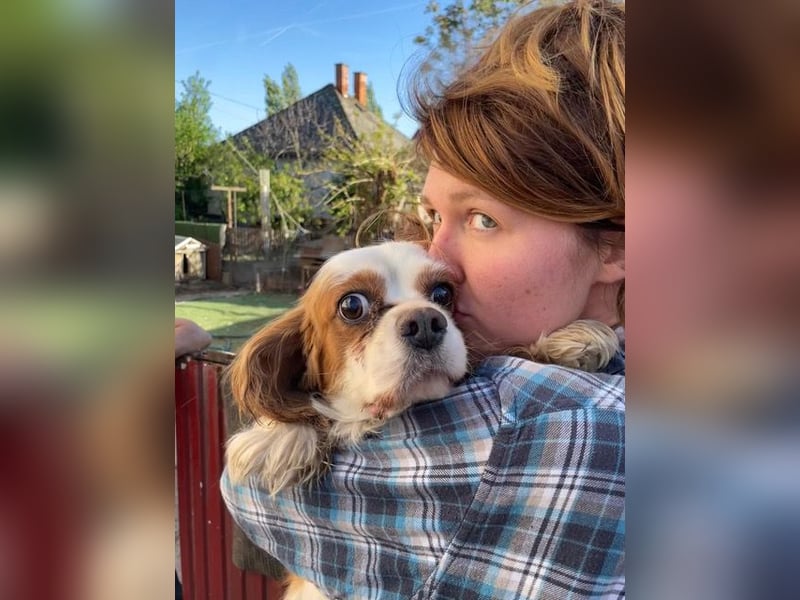Amanda, süße Cavalier King Charles Dame geb. 03/2019