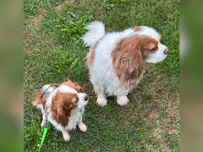Ribizli, hübsche Cavalier King Charles Spaniel Hündin geb. 01/2019