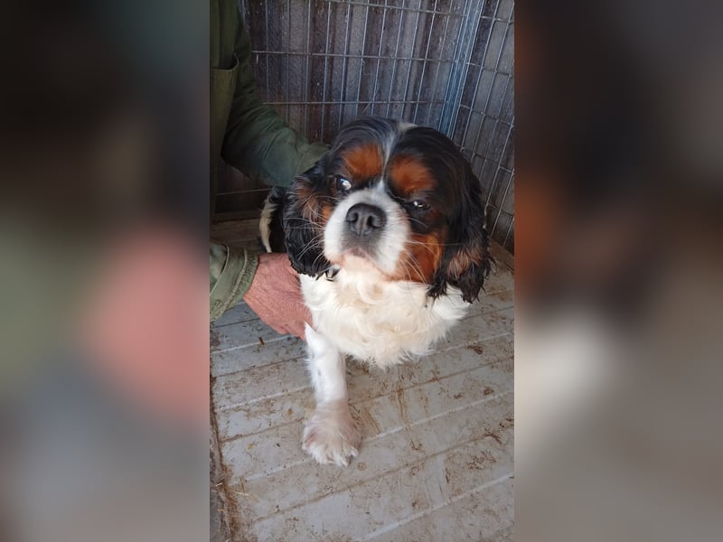 Bernie, liebes Cavalier King Charles Spaniel Mädchen geb. 05/2021
