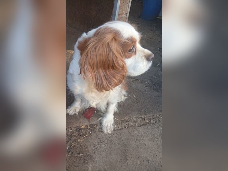 Mika, süße Cavalier King Charles Spaniel Hündin geb. 05/2019