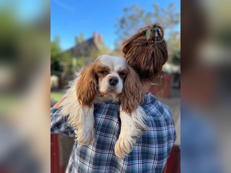Amanda, hübsches Cavalier King Charles Mädchen geb.03/2019