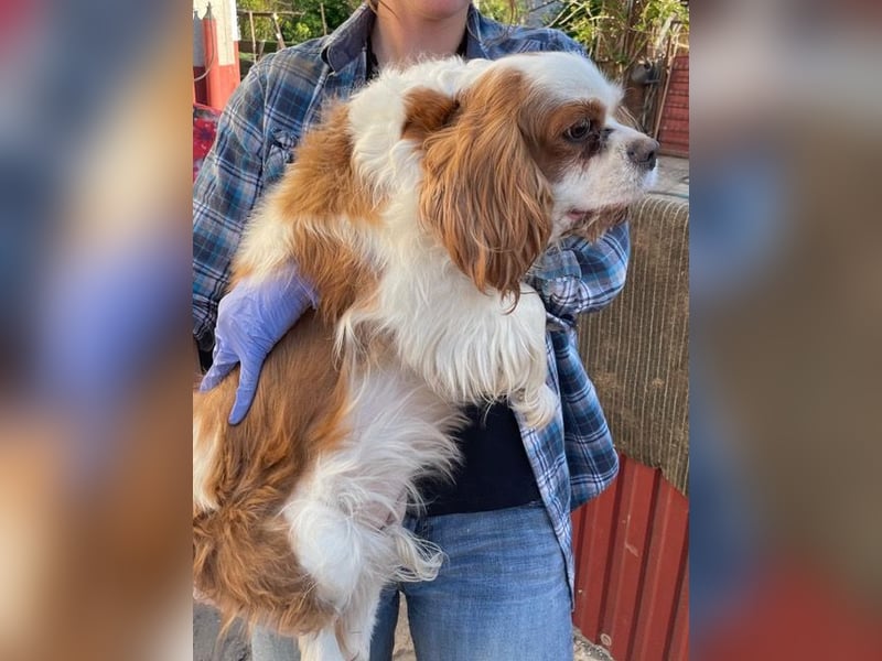 Amanda, hübsches Cavalier King Charles Mädchen geb.03/2019
