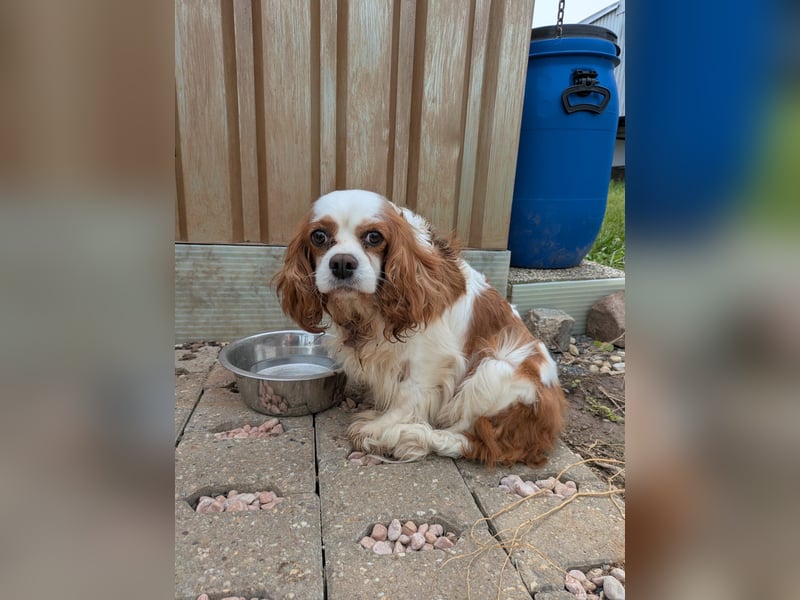Amanda, süße Cavalier King Charles Dame geb. 03/2019