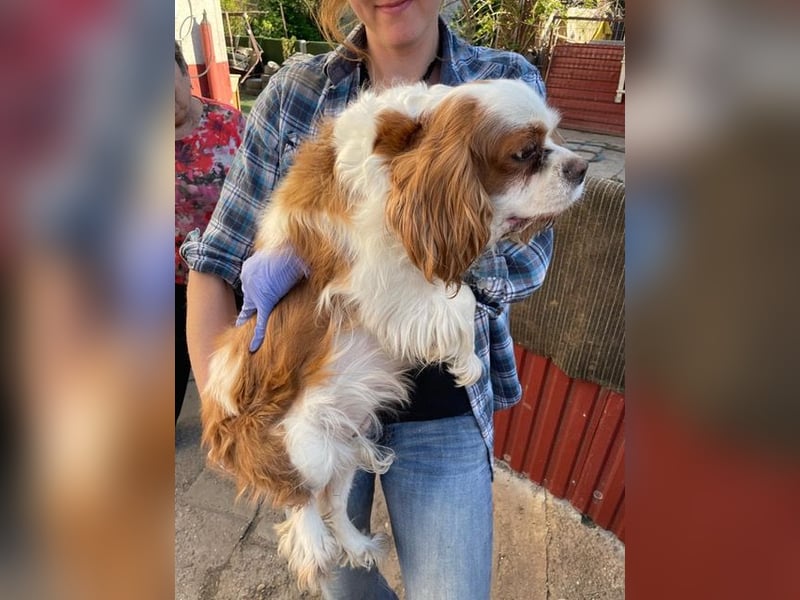 Amanda, hübsches Cavalier King Charles Mädchen geb.03/2019