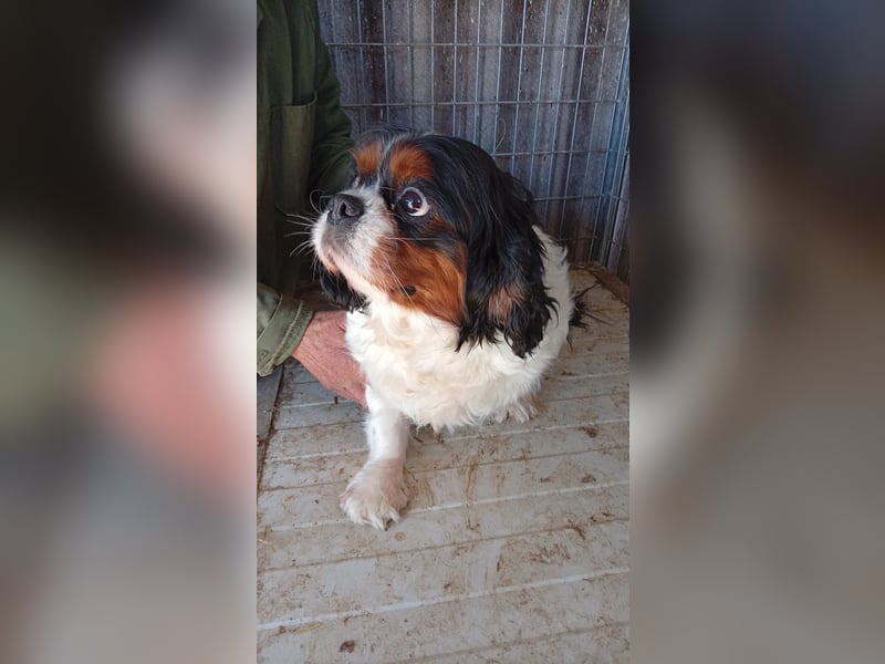Bernie, liebes Cavalier King Charles Spaniel Mädchen geb. 05/2021