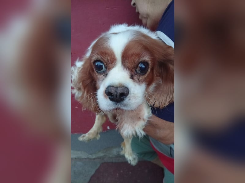 Panka, liebe Cavalier King Charles Spaniel Hündin geb. 12/2017