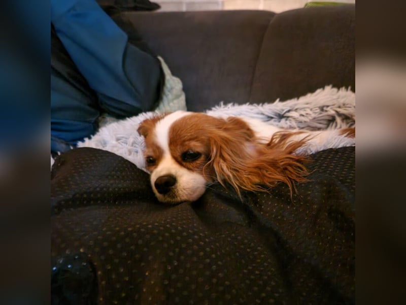 Ribizli, hübsche Cavalier King Charles Spaniel Hündin geb. 01/2019