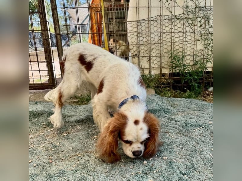 Chester Cavalier King Charles Spaniel Rüde ca. 4 Jahre alt in Ungarn