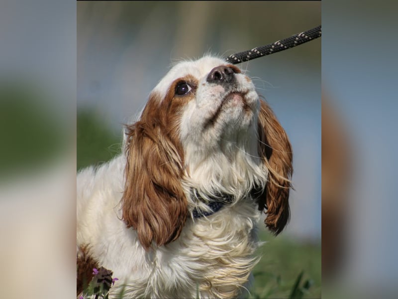 Chester Cavalier King Charles Spaniel Rüde ca. 4 Jahre alt in Ungarn