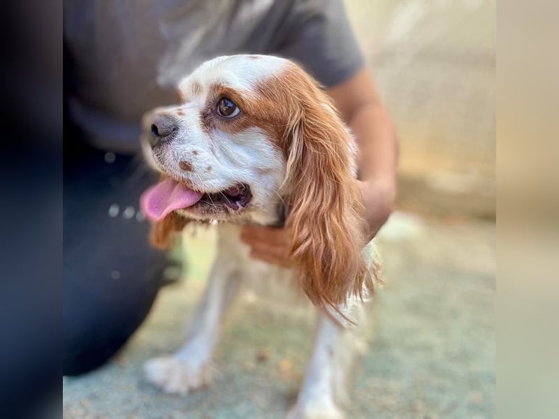 Chester Cavalier King Charles Spaniel Rüde ca. 4 Jahre alt in Ungarn