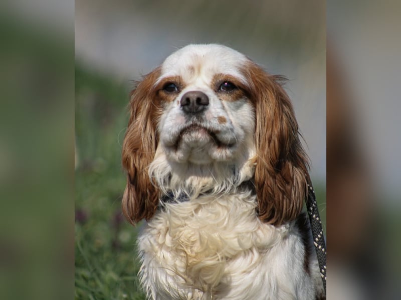 Chester Cavalier King Charles Spaniel Rüde ca. 4 Jahre alt in Ungarn