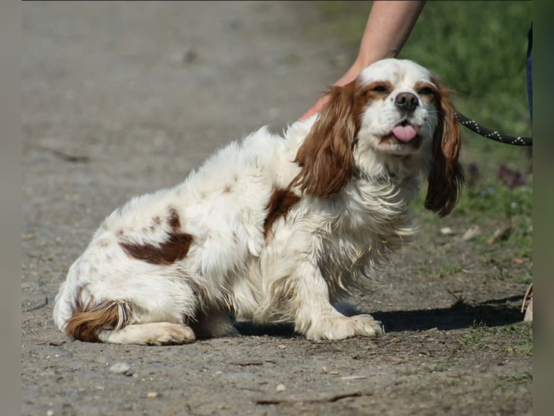 Chester Cavalier King Charles Spaniel Rüde ca. 4 Jahre alt in Ungarn