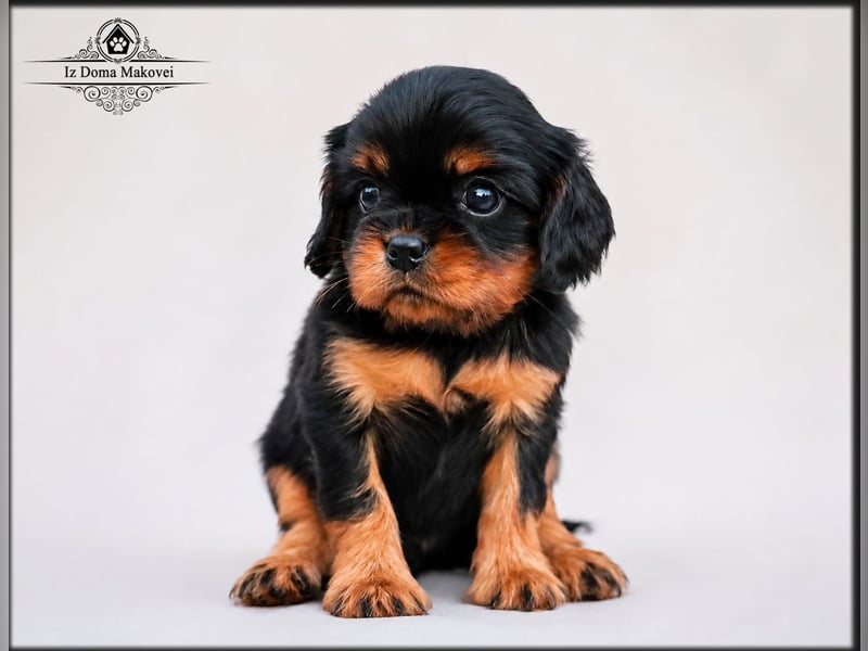 Welpen des Cavalier King Charles Spaniel , kennel FCI