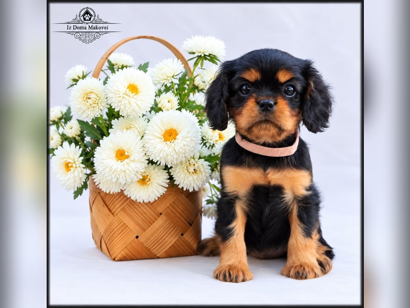 Welpen des Cavalier King Charles Spaniel , kennel FCI