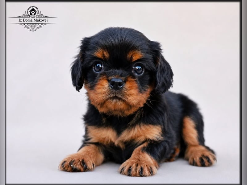 Welpen des Cavalier King Charles Spaniel , kennel FCI