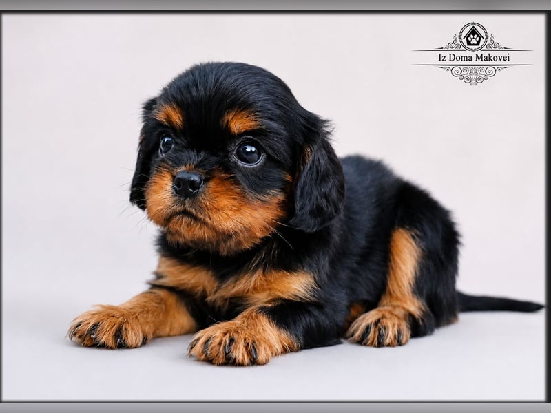 Welpen des Cavalier King Charles Spaniel , kennel FCI