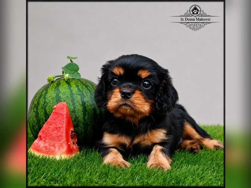 Welpen des Cavalier King Charles Spaniel , kennel FCI