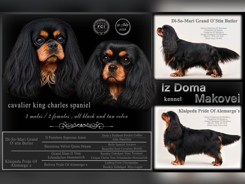 Welpen des Cavalier King Charles Spaniel , kennel FCI