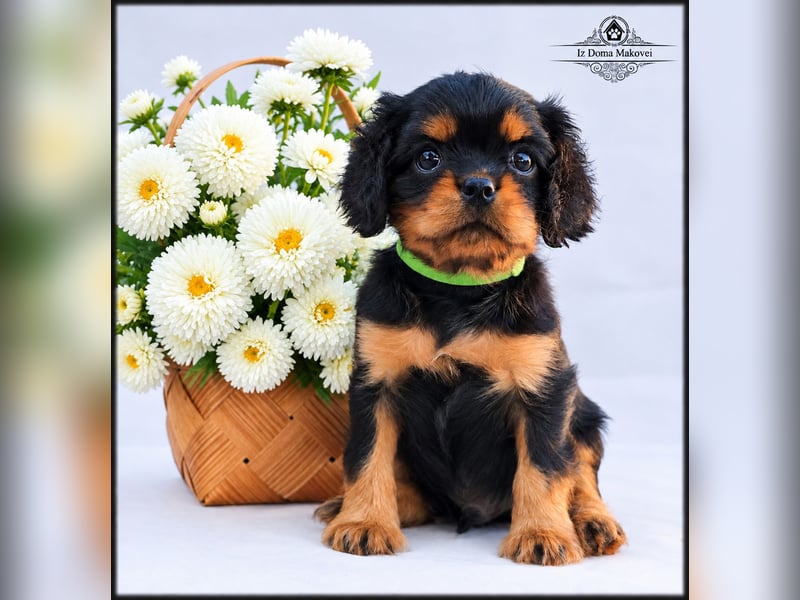 Welpen des Cavalier King Charles Spaniel , kennel FCI