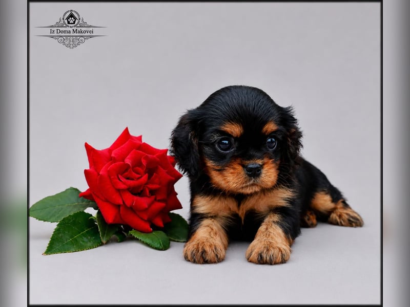 Welpen des Cavalier King Charles Spaniel , kennel FCI