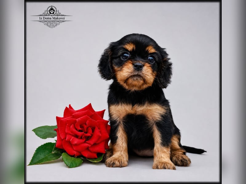 Welpen des Cavalier King Charles Spaniel , kennel FCI