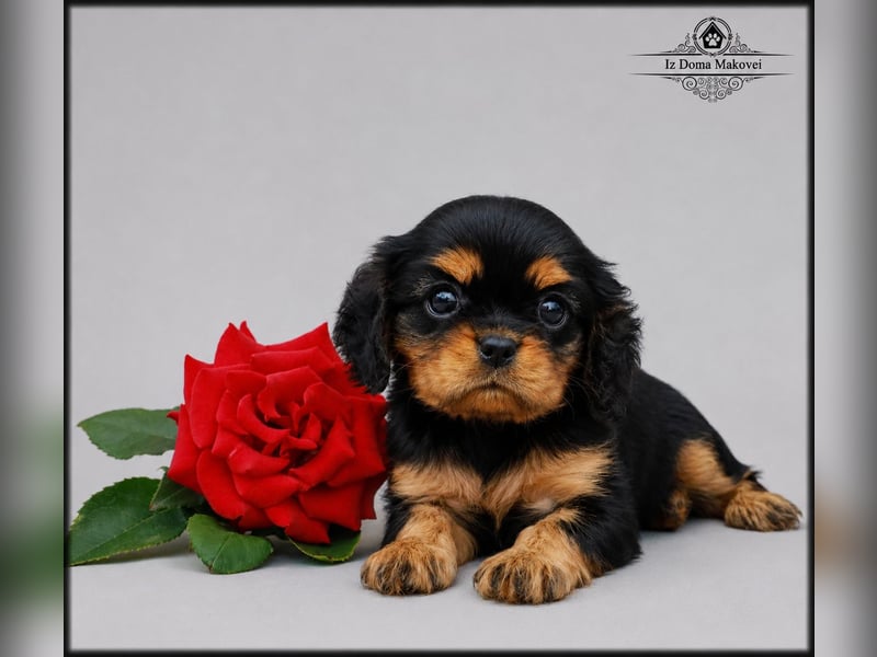 Welpen des Cavalier King Charles Spaniel , kennel FCI