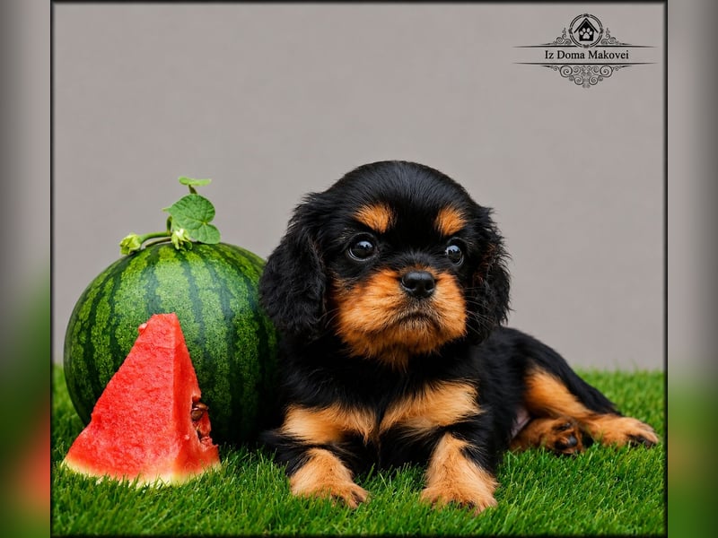 Welpen des Cavalier King Charles Spaniel , kennel FCI