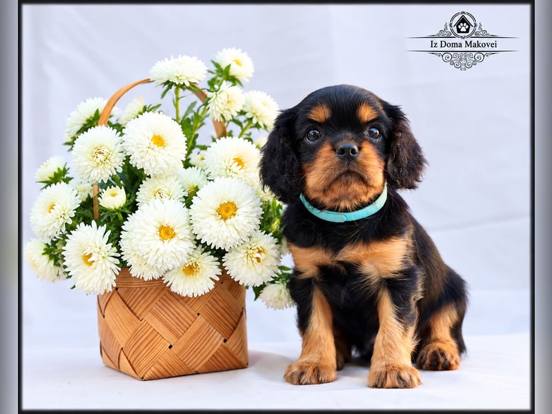 Welpen des Cavalier King Charles Spaniel , kennel FCI