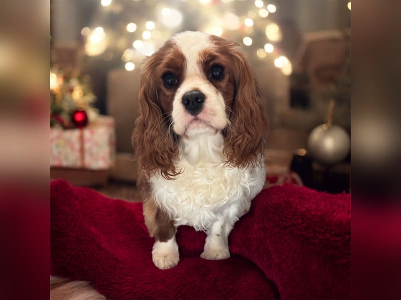 Cavalier King Charles Spaniel Mädchen