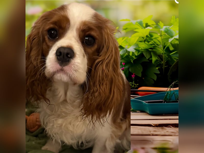 Cavalier King Charles Spaniel Mädchen