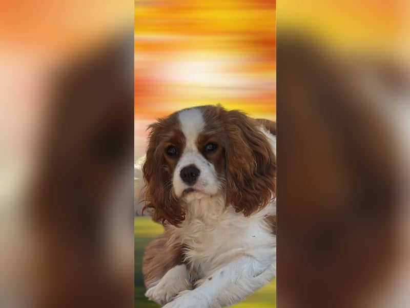 Cavalier King Charles Spaniel Mädchen