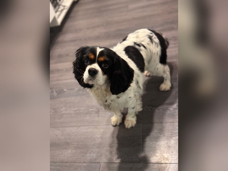 Reinrassige Cavalier King Charles Hündin