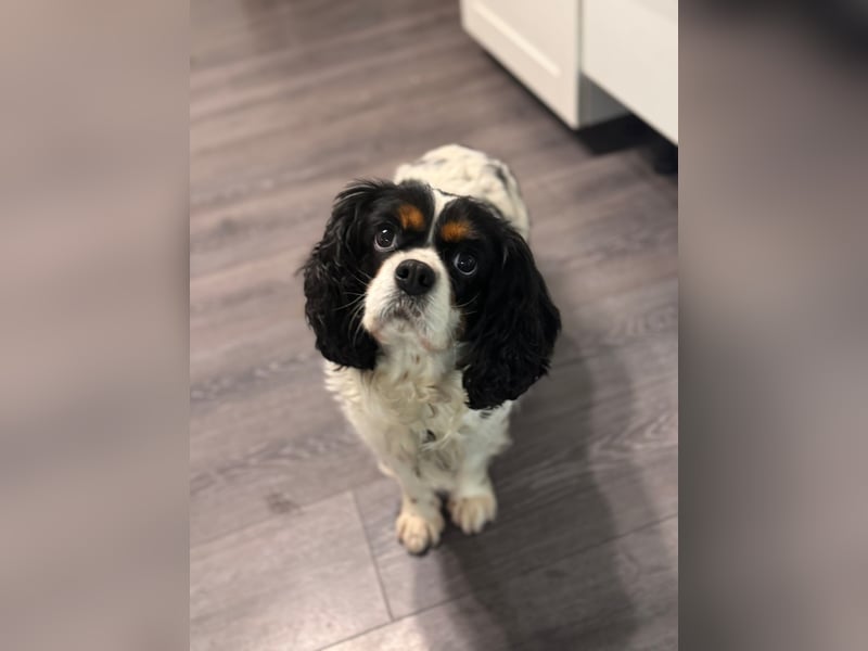 Reinrassige Cavalier King Charles Hündin