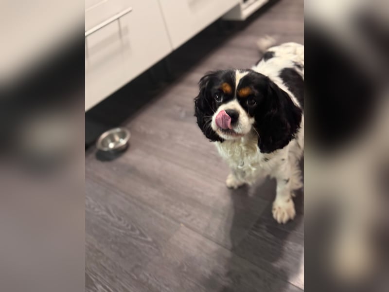 Reinrassige Cavalier King Charles Hündin