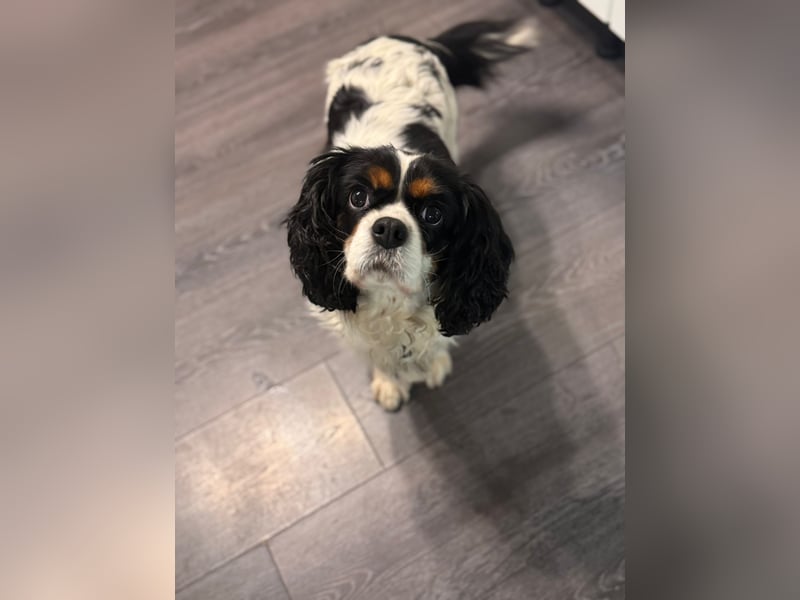 Cavalier King Charles Hündin