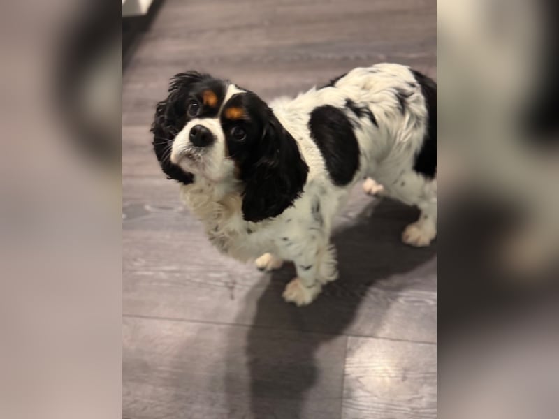 Cavalier King Charles Hündin