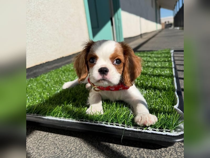Cavalier King Charles   Hündin – geimpft, entwurmt, gechipt, mit EU-Heimtierausweis
