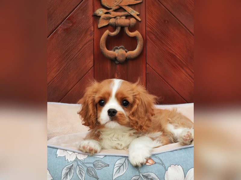 Cavalier King Charles Spaniel