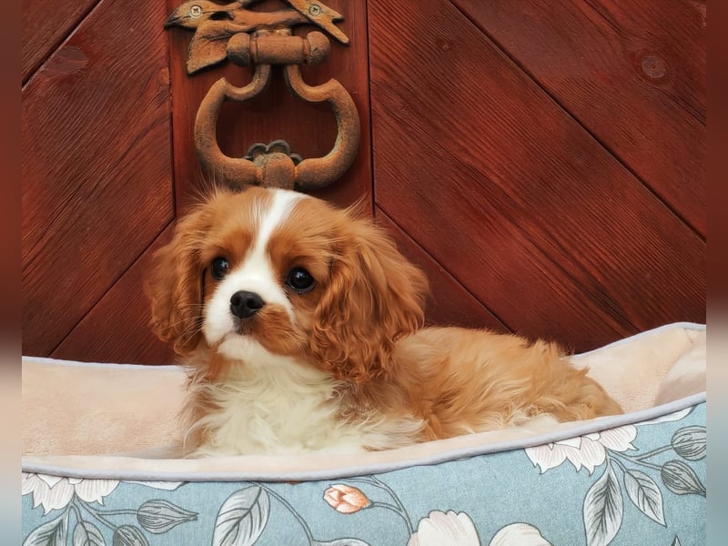 Cavalier King Charles Spaniel