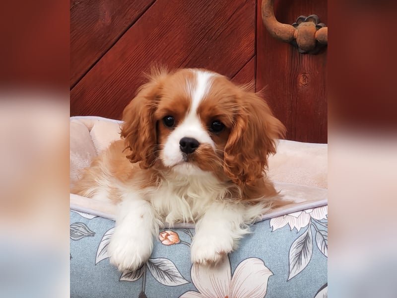 Cavalier King Charles Spaniel