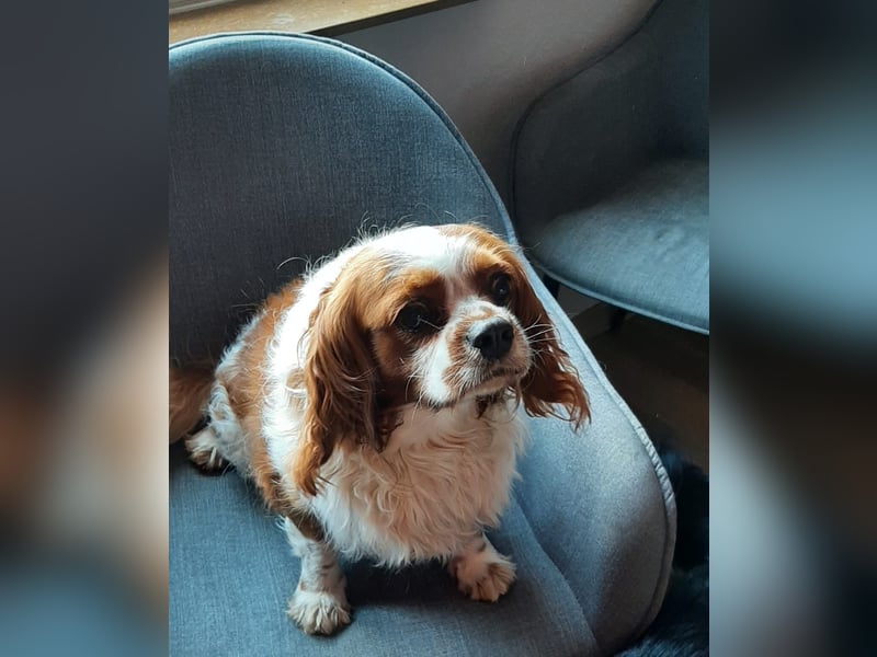 kleiner King Cavalier Louis sucht liebevolles Zuhause