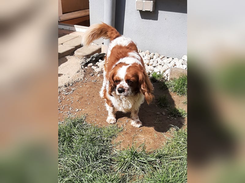 kleiner King Cavalier Louis sucht liebevolles Zuhause