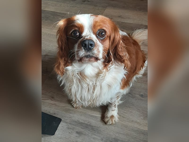 kleiner King Cavalier Louis sucht liebevolles Zuhause